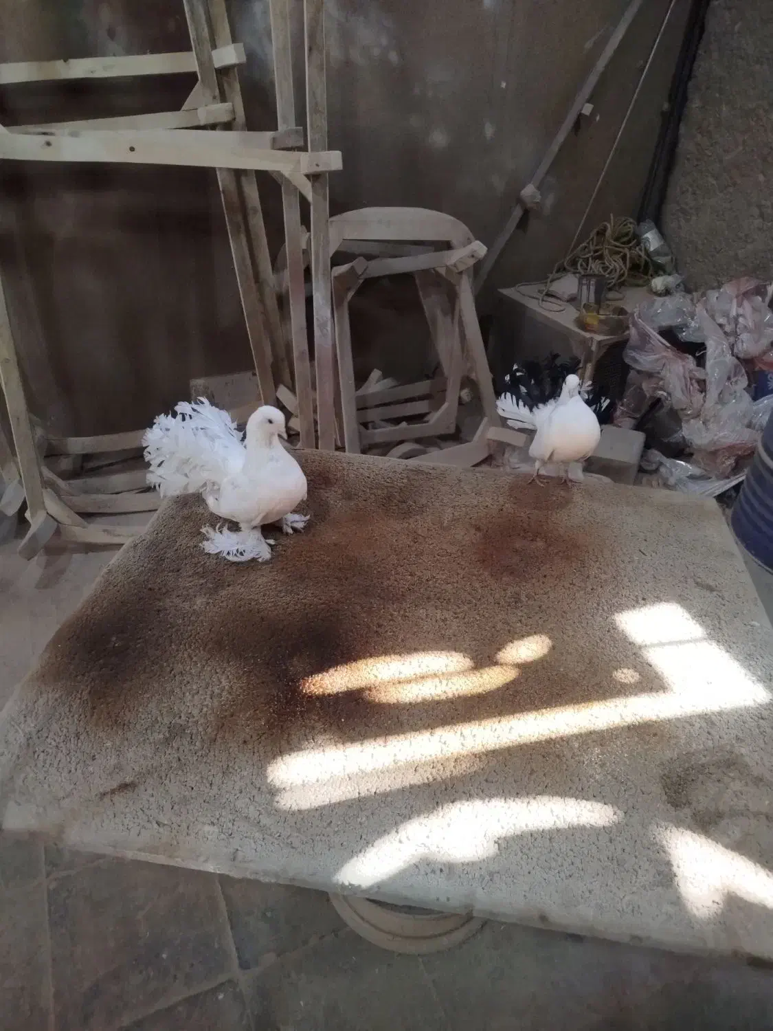 کفتر دمچتری|پرنده|ملایر, |دیوار