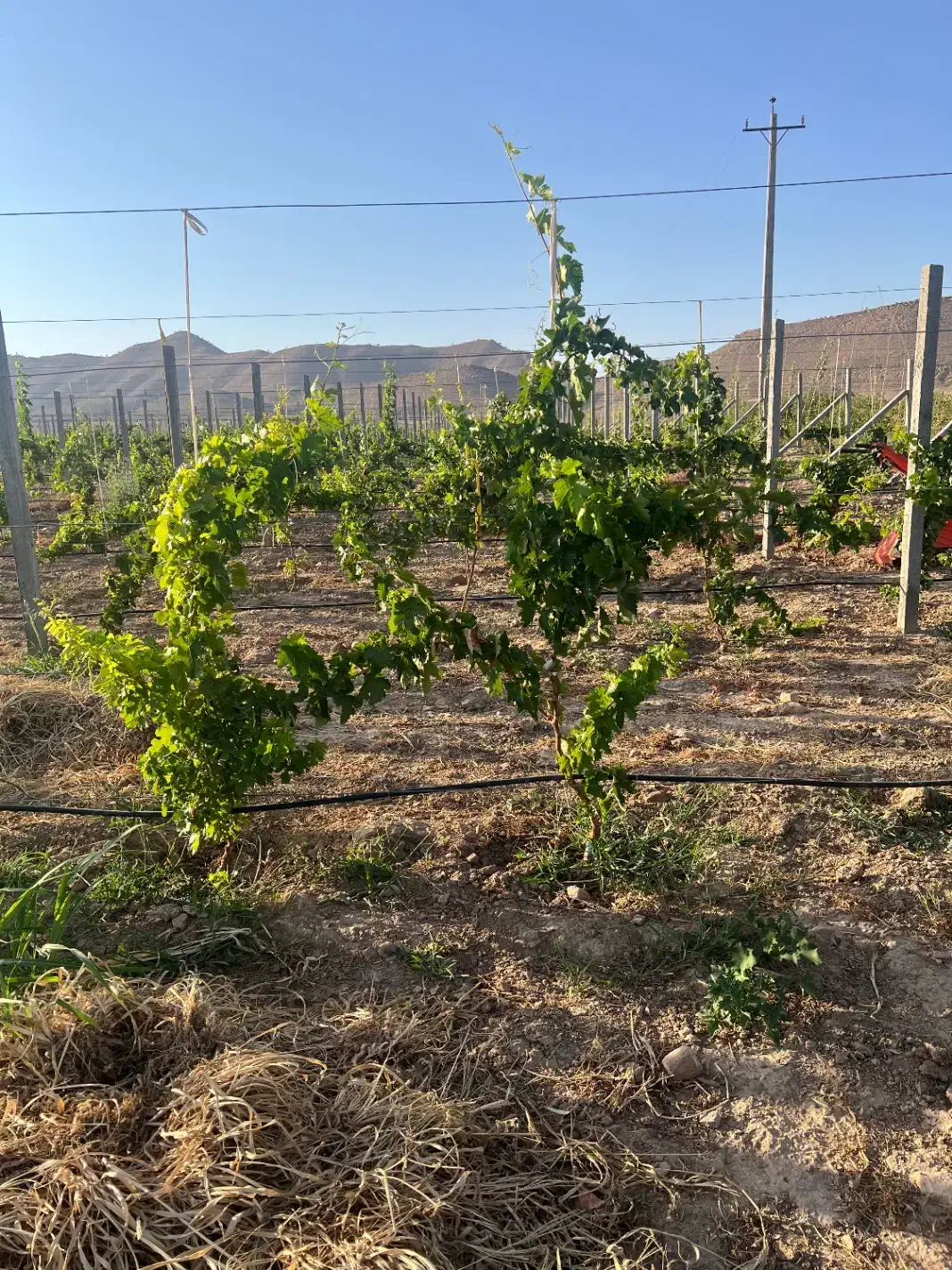 استخدام جهت تاکستان انگور|استخدام صنعتی، فنی، مهندسی|میمند, |دیوار