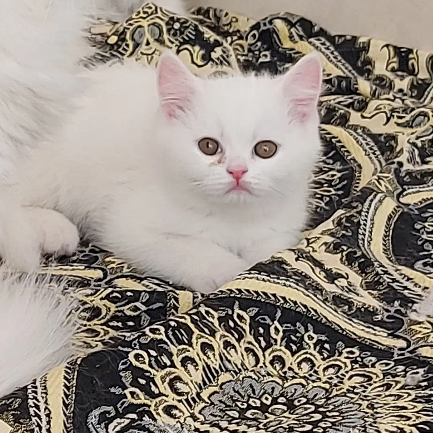 گربه مادر و بچه گربه های پرشین|گربه|مرند, |دیوار