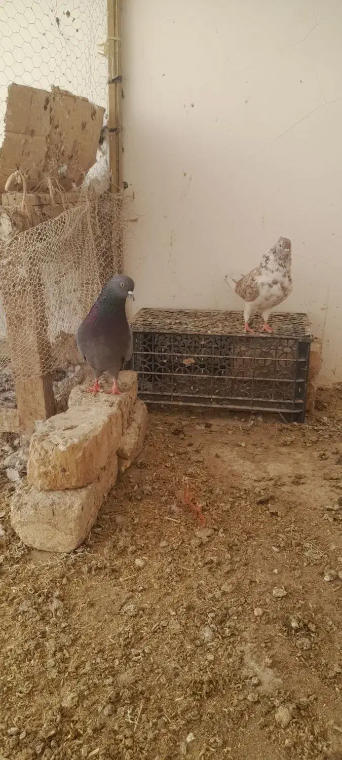 کبوتر پرشی|پرنده|قم, شهرک طالقانی|دیوار