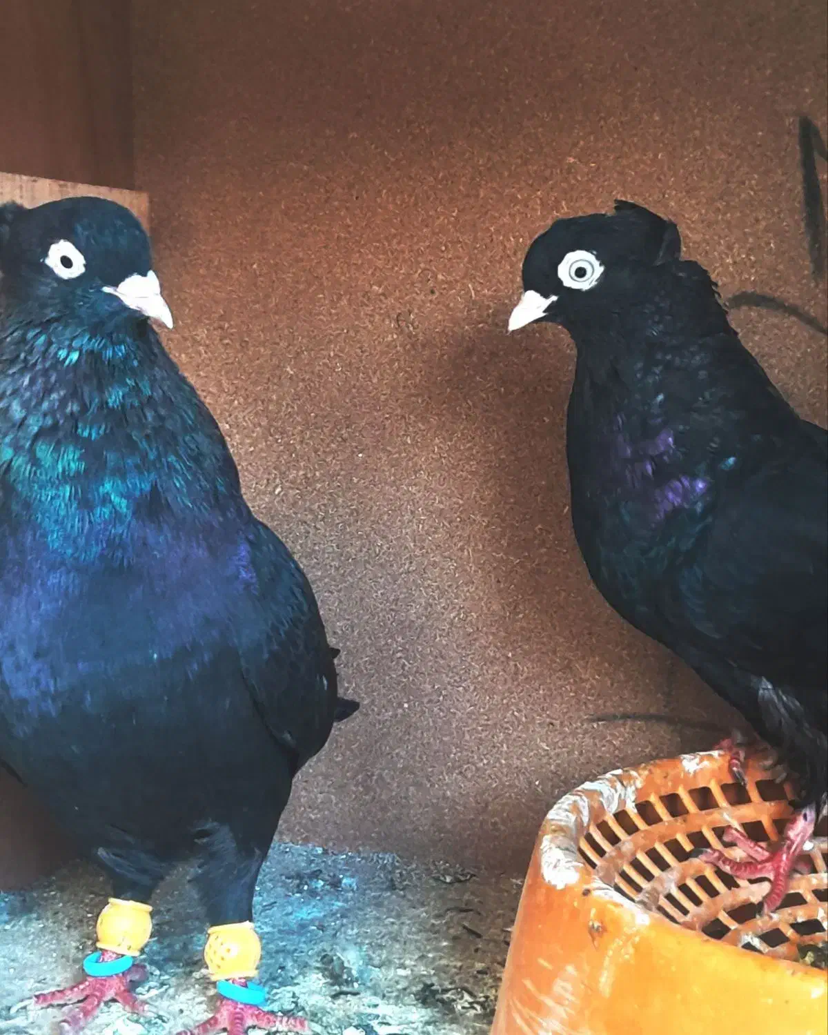 چند عدد کبوتر عالی آبادانی و سینه ای و پلاکی|پرنده|خورموج, |دیوار