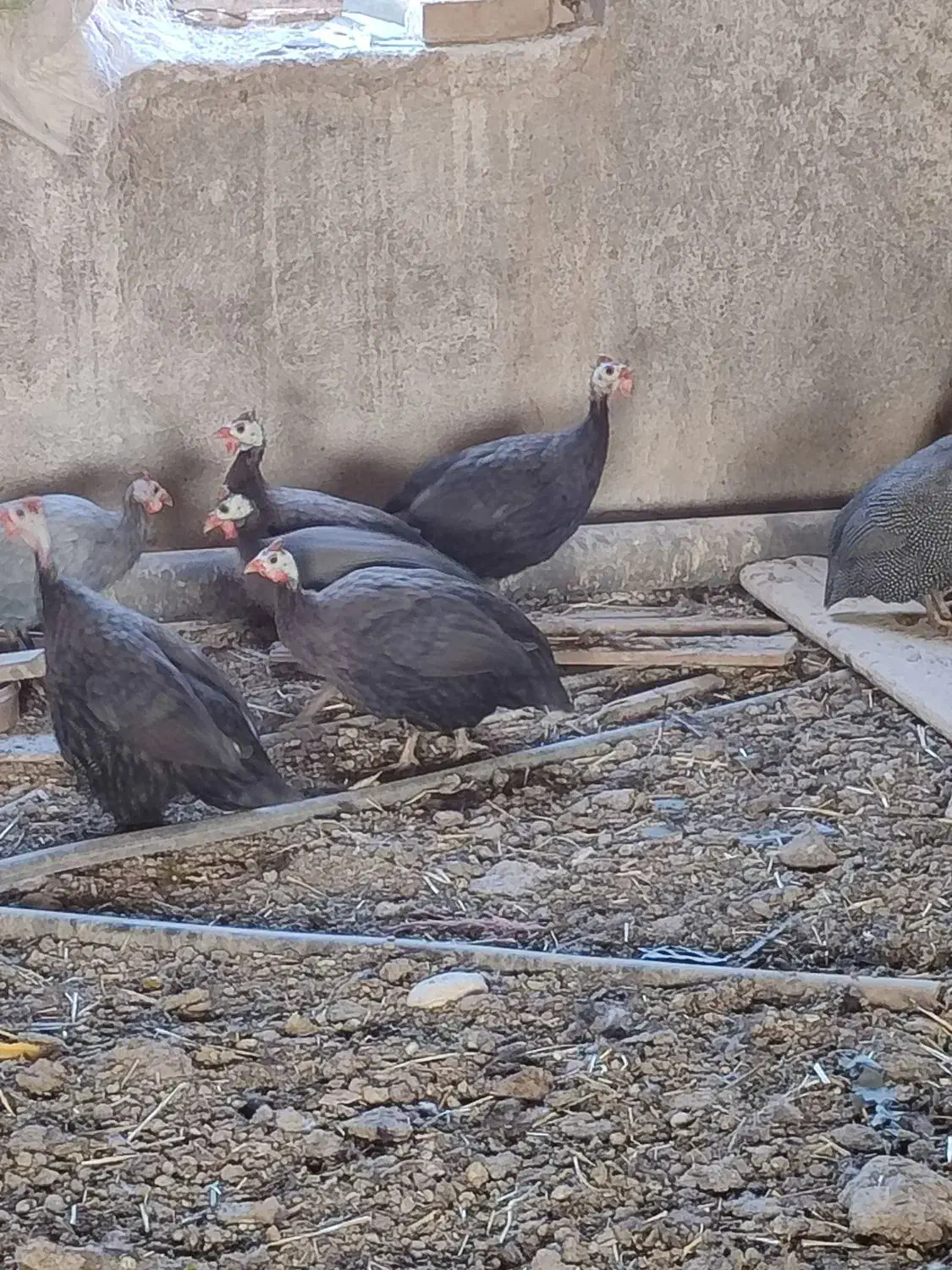 تعداد ۸عددمرغ شاخ دار نر و ماده. حدودا 1ساله.|حیوانات مزرعه|جوادآباد, |دیوار