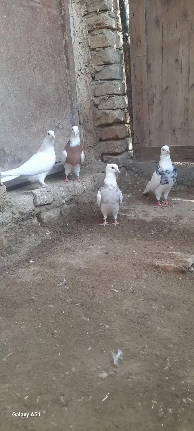 کفتر طوقی|پرنده|کبودرآهنگ, |دیوار