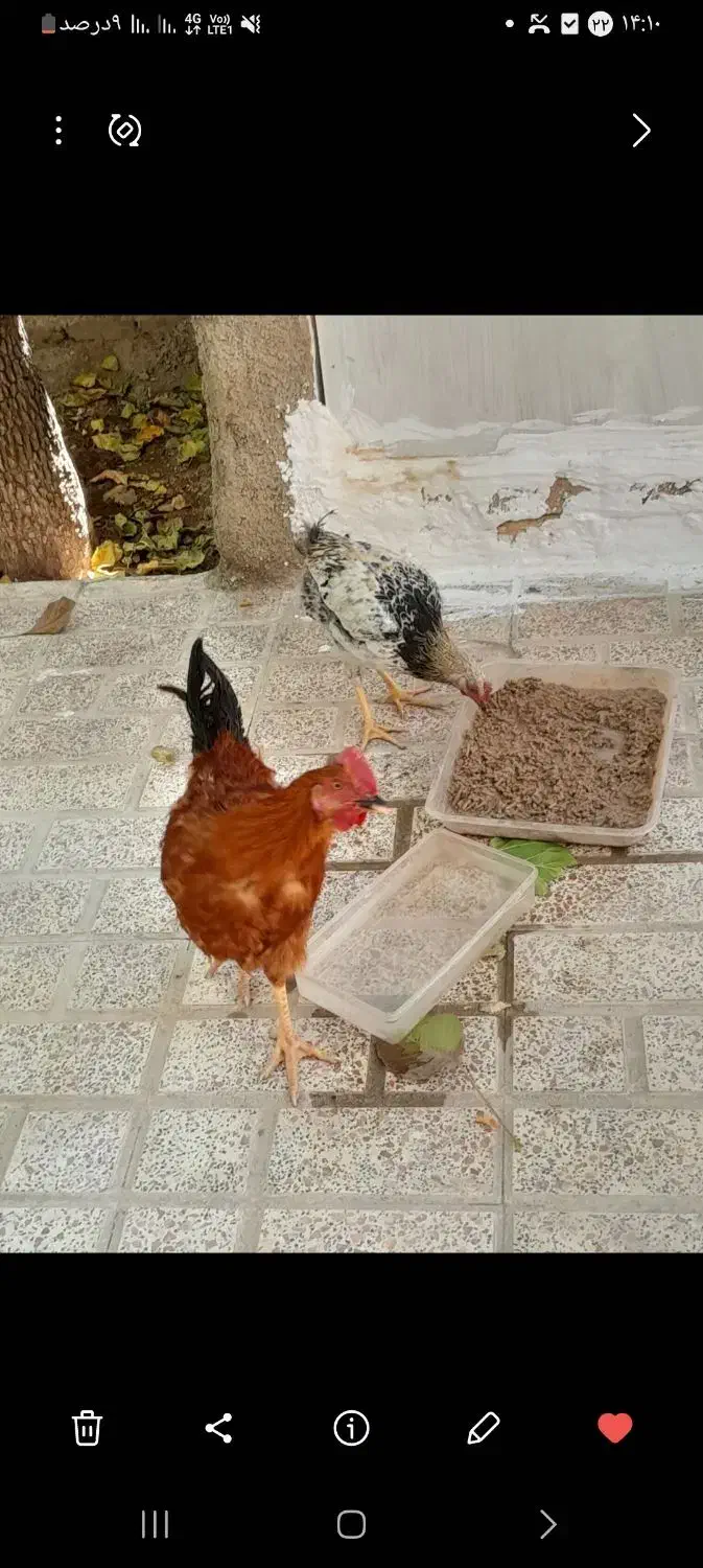 مرغ خروس|حیوانات مزرعه|کن, |دیوار