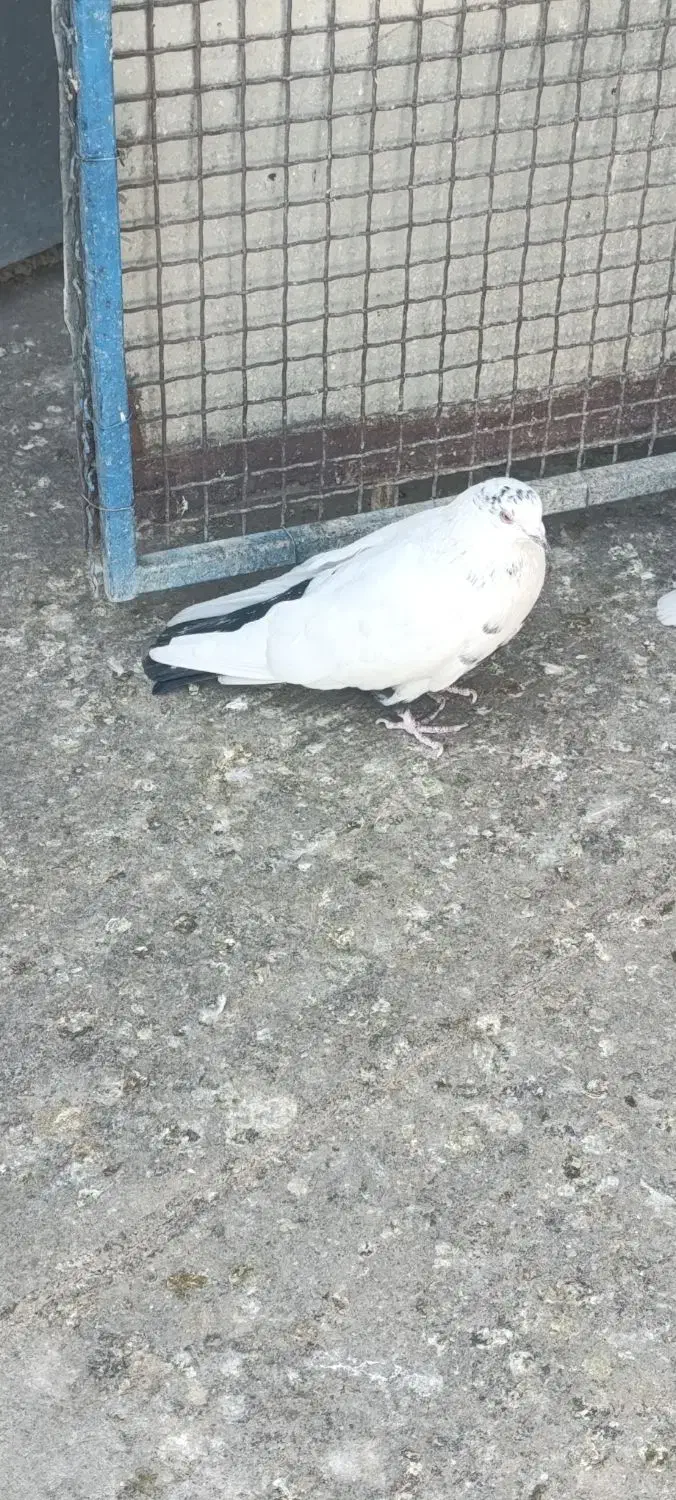 کبوتر|پرنده|محمدشهر, محمدشهر|دیوار