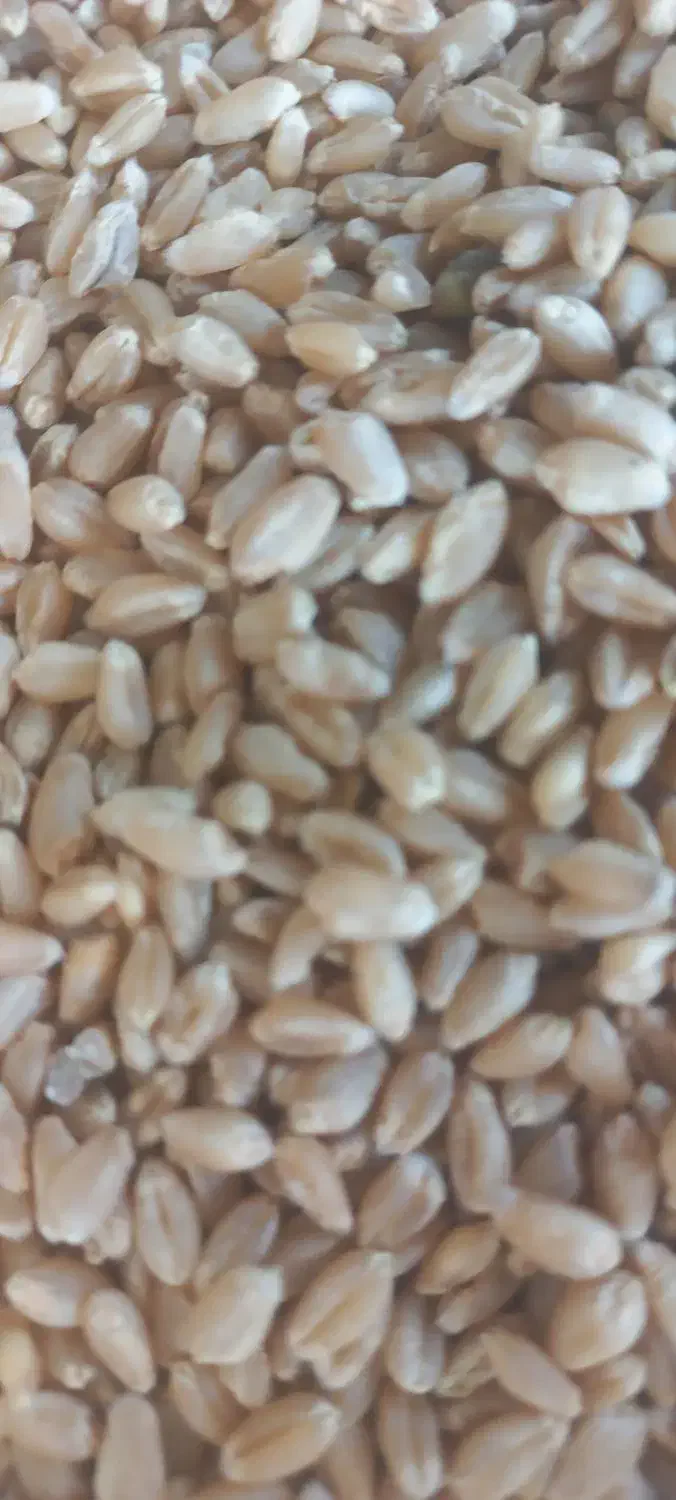 گندم بذری|عمده‌فروشی|زرقان, |دیوار