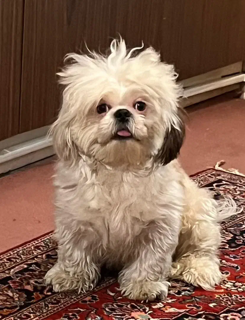 واگذاری شیتزو تریر|سگ|پاکدشت, پاکدشت (مامازند)|دیوار