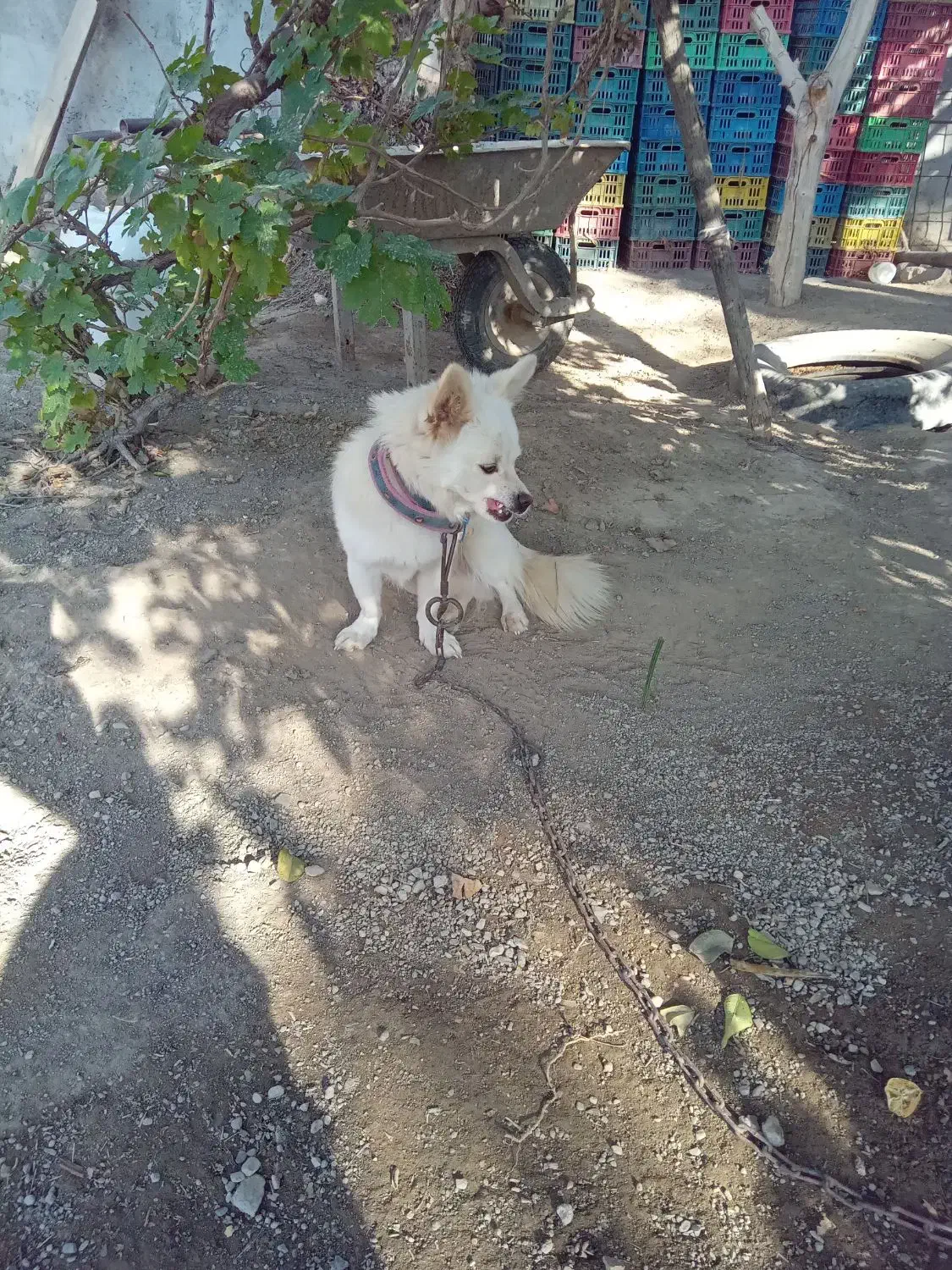 سگ.|سگ|بلوک, |دیوار