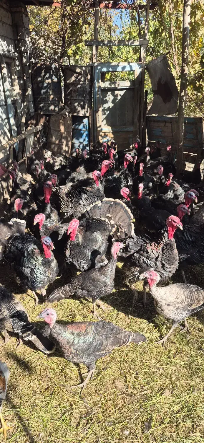 بوقلمون و قوغاز آفریقایی اصل|حیوانات مزرعه|خوی, |دیوار