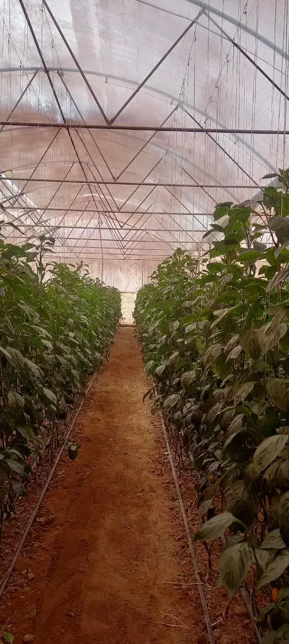 گلخانه|فروش زمین و ملک کلنگی|شاهین‌شهر, گرگاب|دیوار