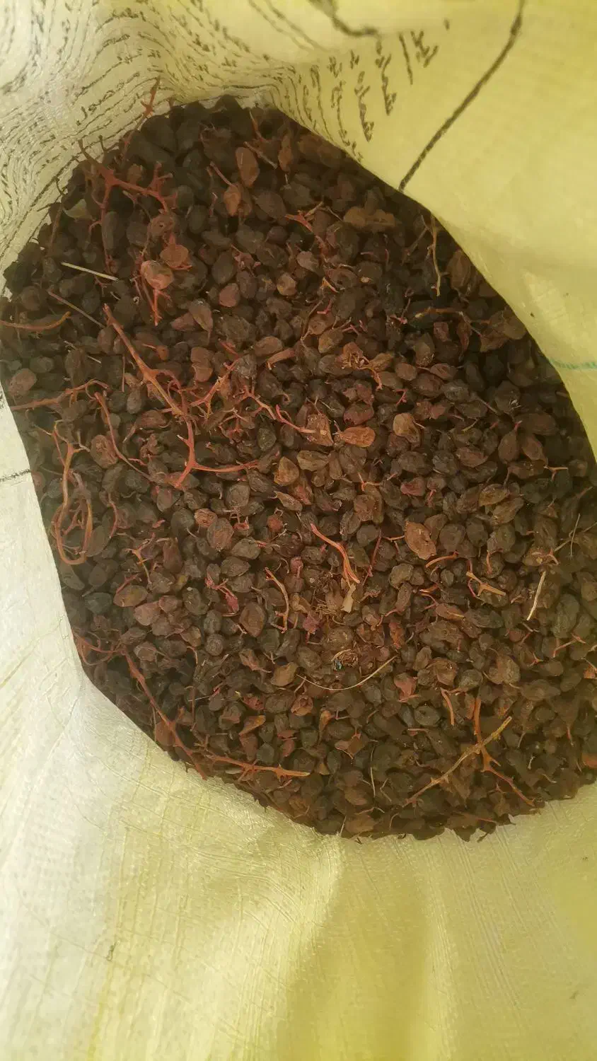 انواع و اقسام مویز بدون واسطه|خوردنی و آشامیدنی|شیراز, میانرود|دیوار
