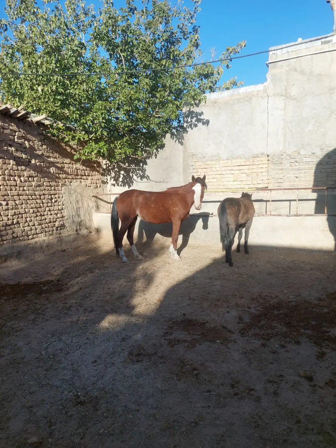 فروش اسب مادیون|اسب و تجهیزات اسبسواری|اشتهارد, |دیوار