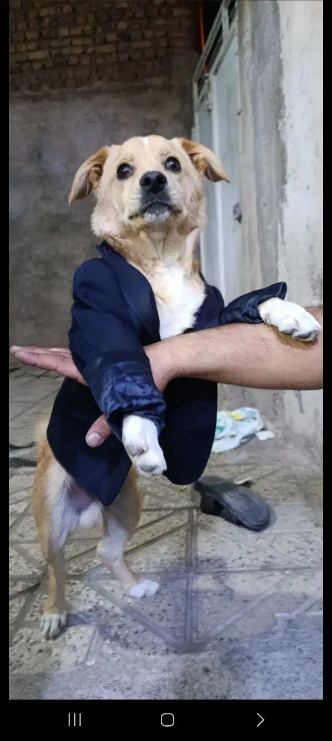 سگ اشپیتس پامریان|سگ|محمدیه-قزوین, |دیوار