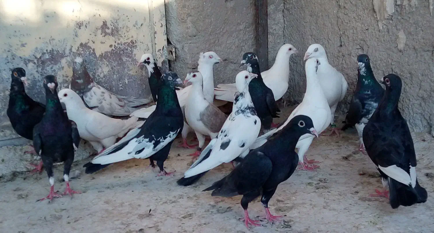 کفتر|پرنده|شیراز, دارالرحمه|دیوار