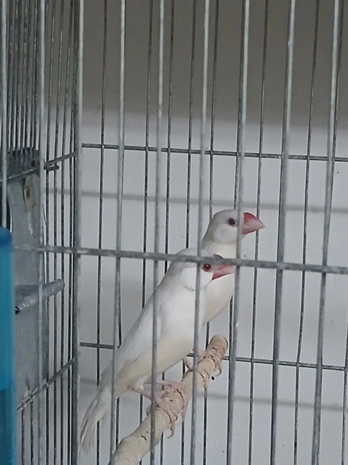 پرنده|پرنده|قم, نخودی|دیوار