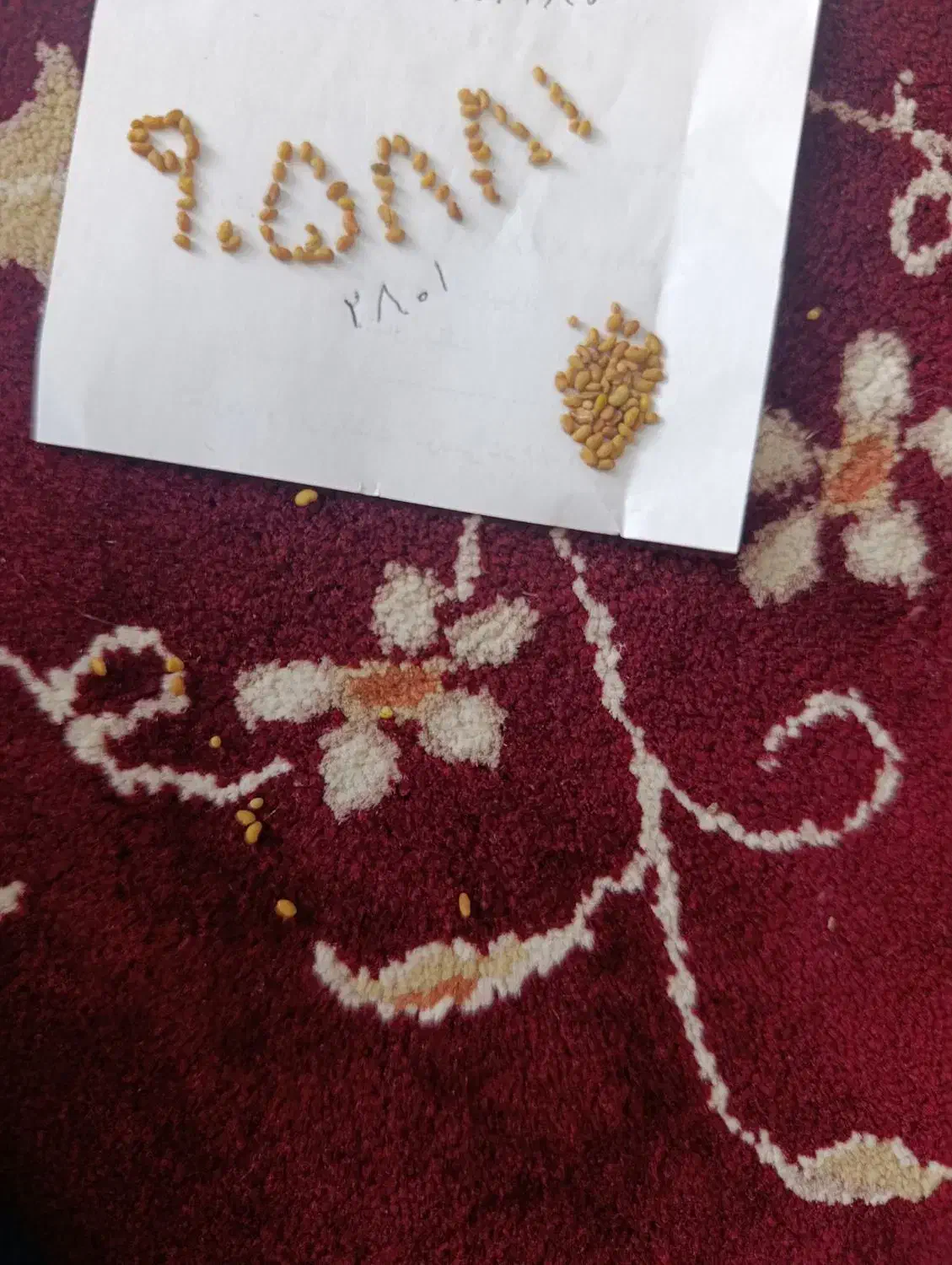 بزر یونجه|خدمات باغبانی و درختکاری|بیستون, |دیوار