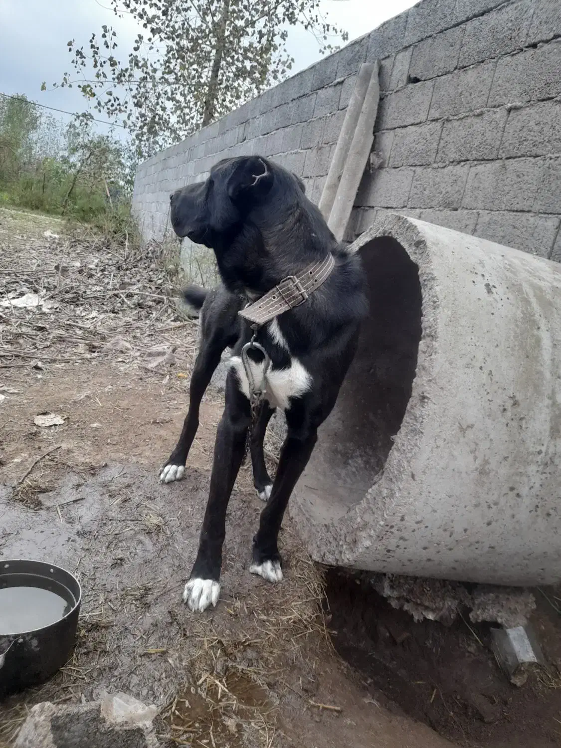 سگ گله|سگ|آستانه اشرفیه, |دیوار