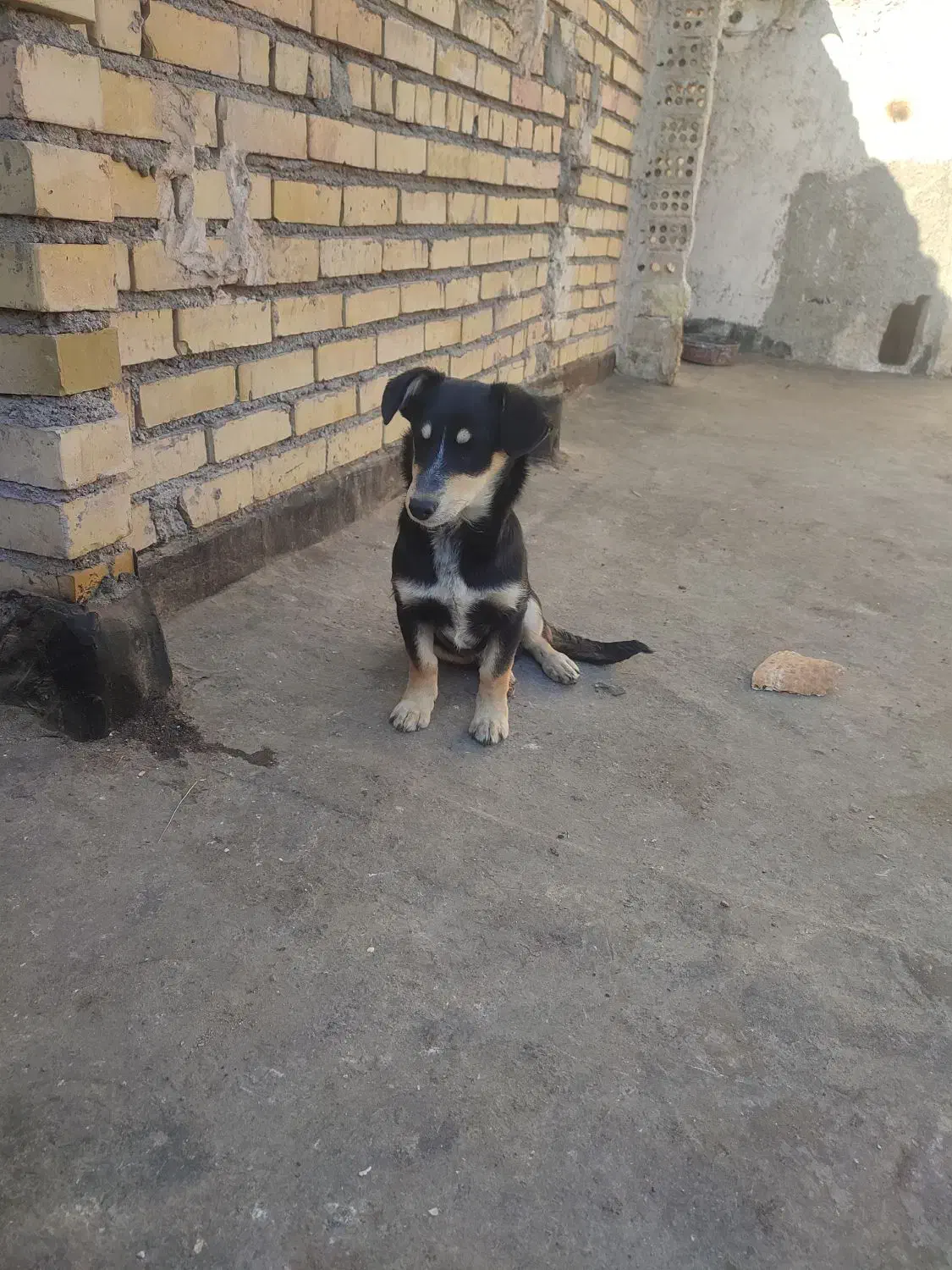 سگ پاکوتاه|سگ|مشهد, رده|دیوار