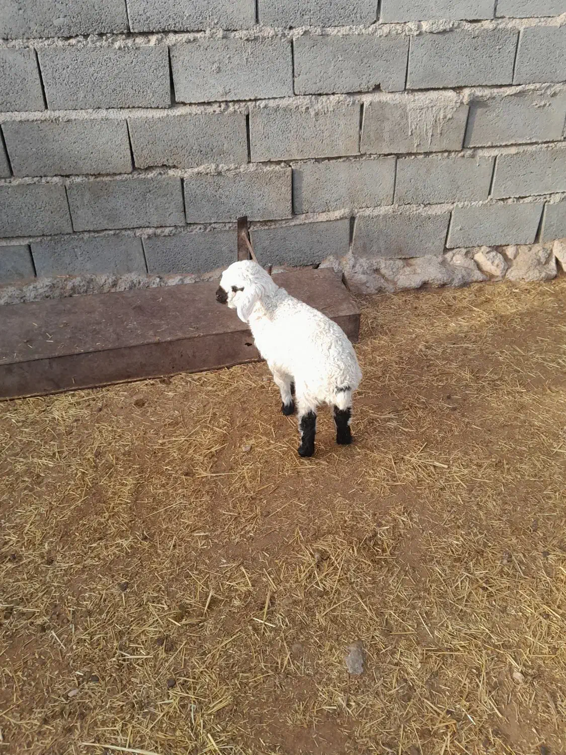 میش زایده|حیوانات مزرعه|زیرکوه, |دیوار