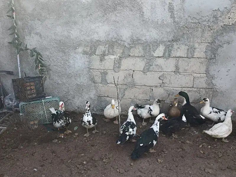 فروش اردک اسرائیلی و شوروی|حیوانات مزرعه|مشگین شهر, |دیوار