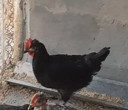 یک عدد خروس چهار پنج ماهه نژاد محلی کرد|حیوانات مزرعه|مریوان, |دیوار