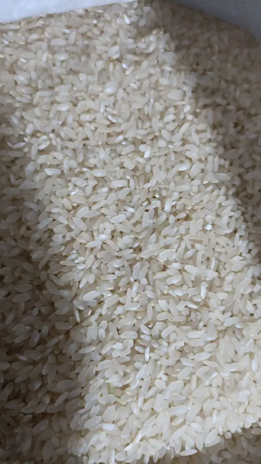 تخفیف باور نکردنی برنج چمپه کامفیروزی|خوردنی و آشامیدنی|کامفیروز, |دیوار