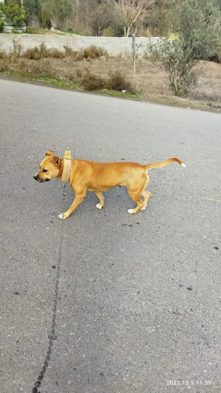 پیت بول تریر ماده|سگ|رستمآباد, |دیوار