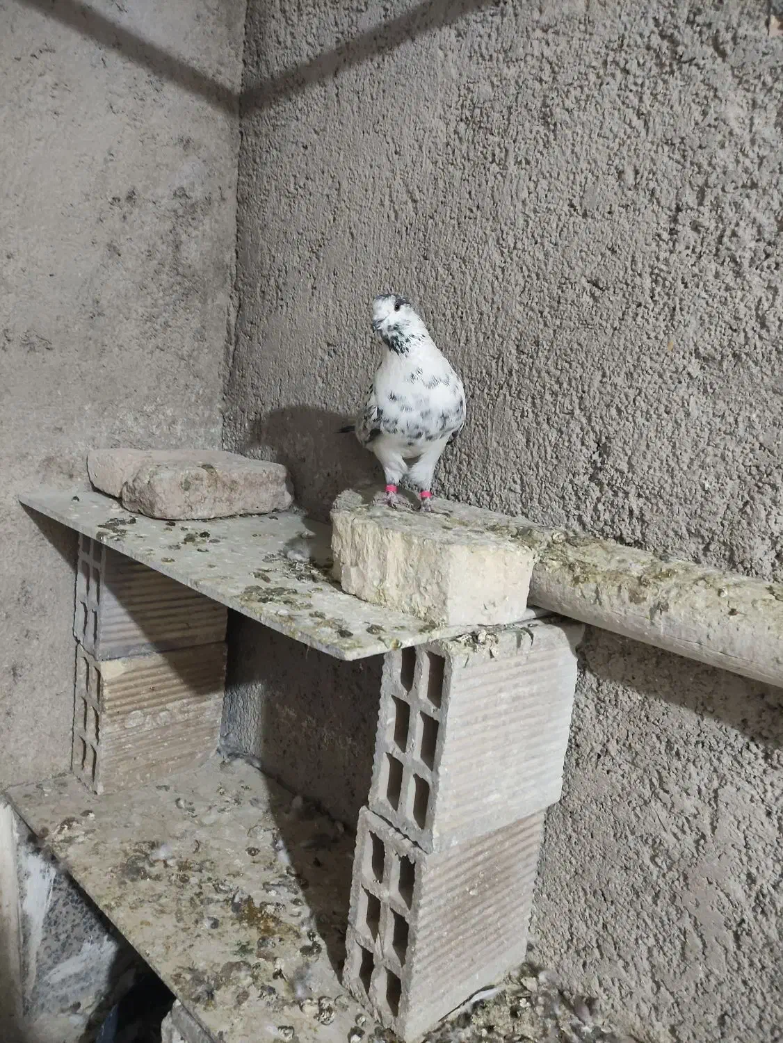 نر سوسکی شکار|پرنده|نجف‌آباد, فیروزآباد|دیوار