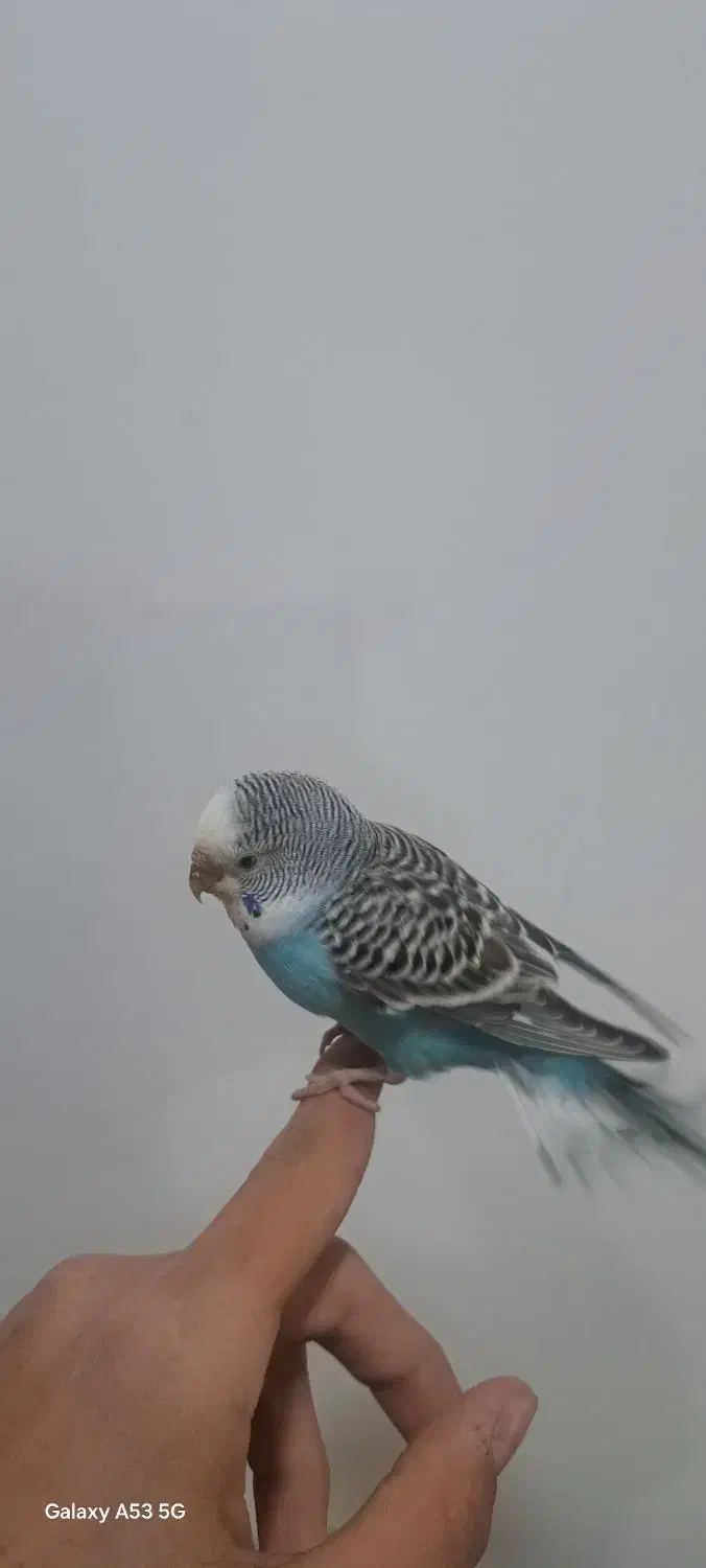 مرغ عشق|پرنده|ایلام, |دیوار