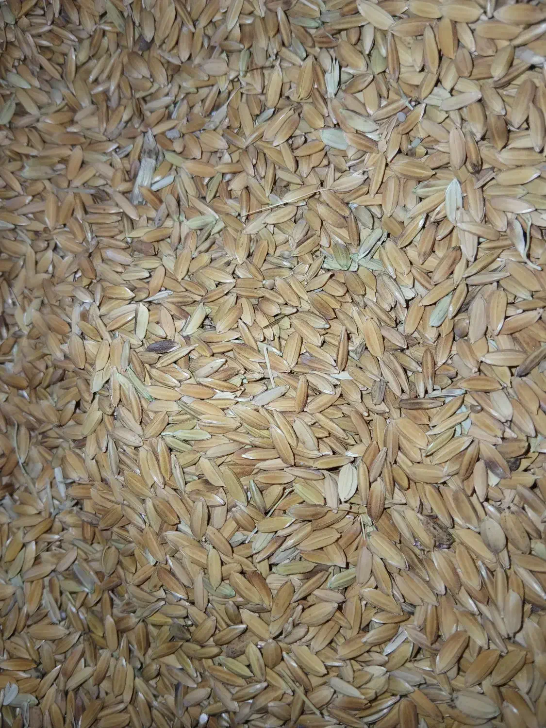 چلتوک کوهمره|عمده‌فروشی|ارژن, |دیوار