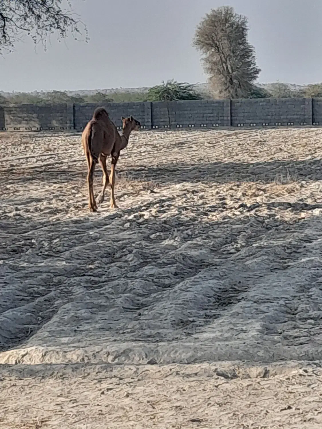 شتر نر|حیوانات مزرعه|بندرعباس, |دیوار