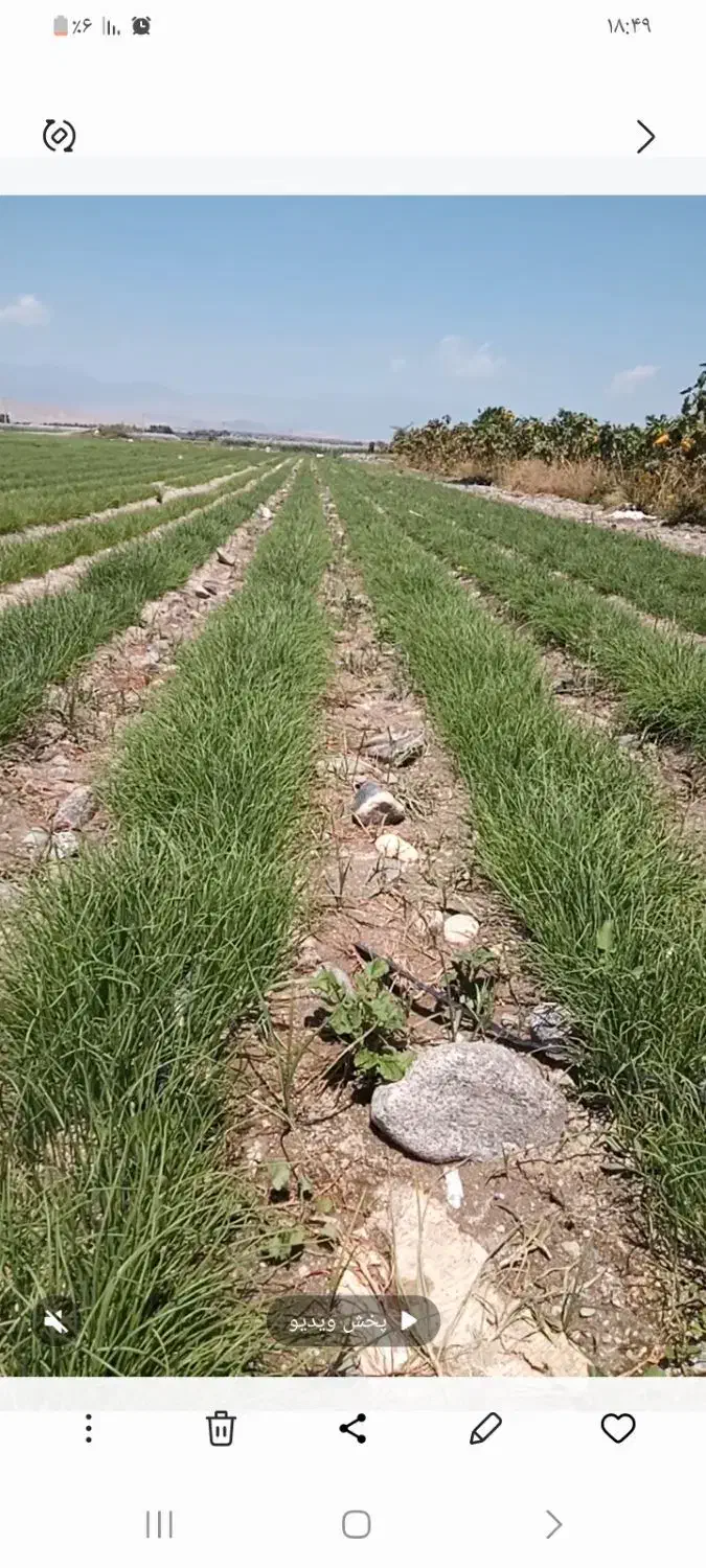 ۴هزارمتر پیاز غده کاشته شد|گل و گیاه طبیعی|جیرفت, |دیوار