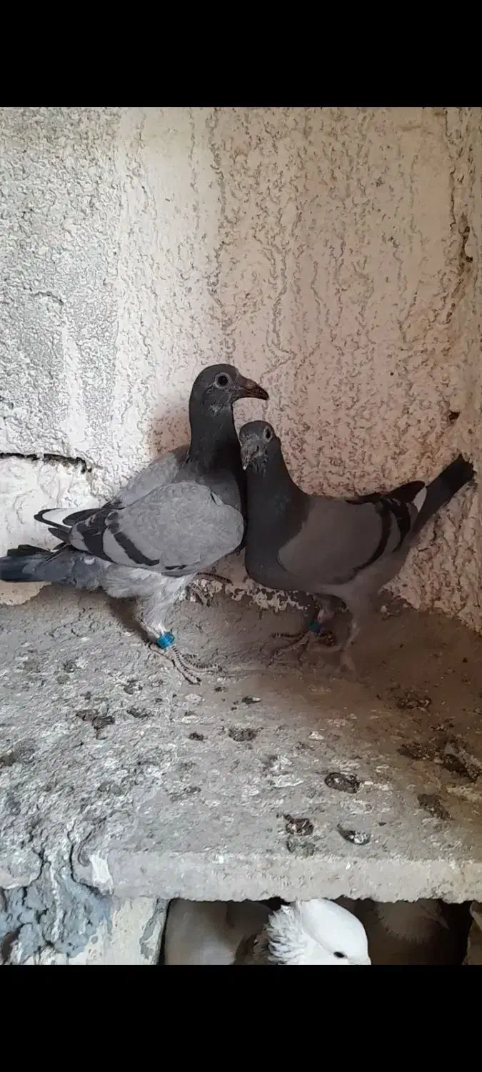 پلاکی ، مسافتی با جوجه|پرنده|قم, جاده معدن|دیوار