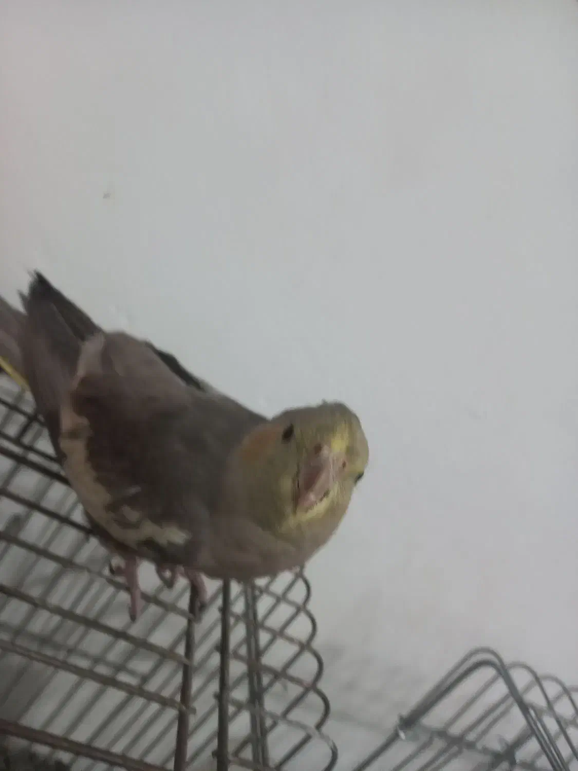 عروس هلندی مولد|پرنده|محمدشهر, محمدشهر|دیوار