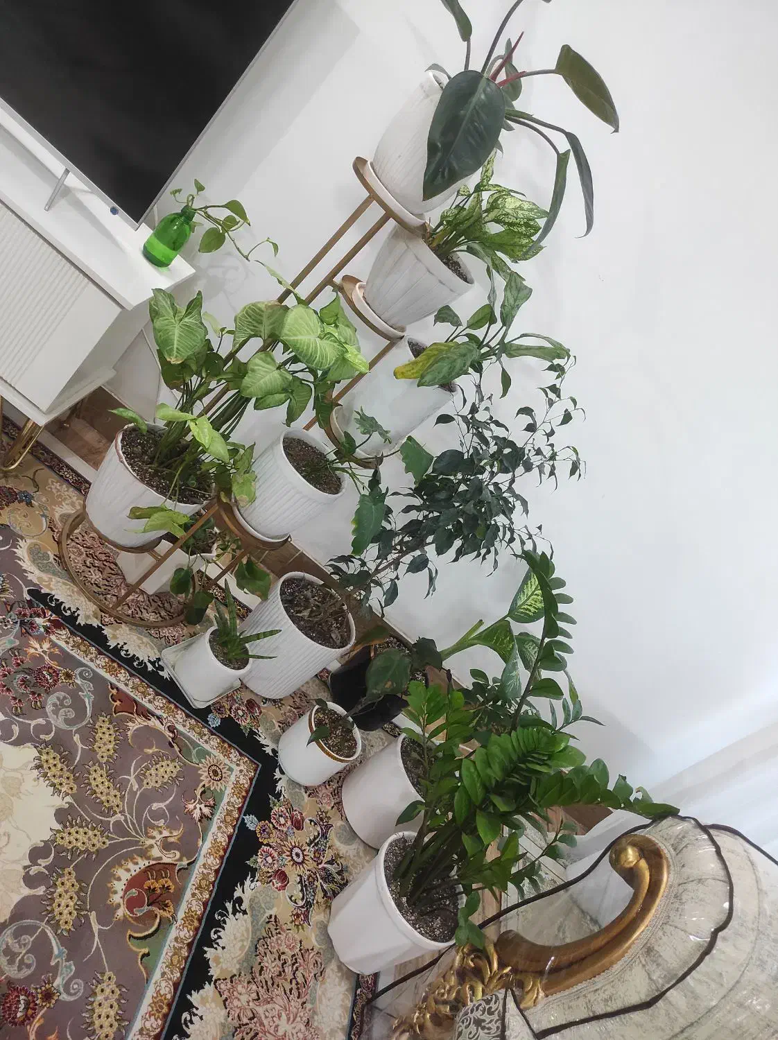 گل طبیعی|گل و گیاه طبیعی|قوچان, |دیوار