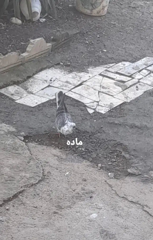 کفتر پرشی و پلاکی|پرنده|رضوانشهر, |دیوار