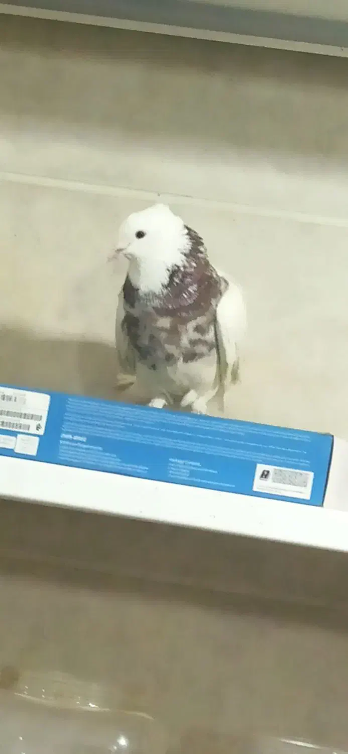 یک جفت کفتر طوقی|پرنده|مهربان, |دیوار