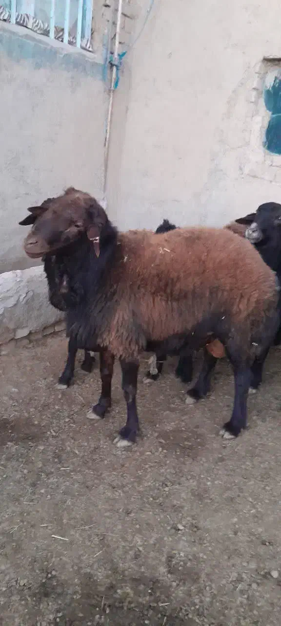 قوچ نر قزل|حیوانات مزرعه|سلطانیه, |دیوار