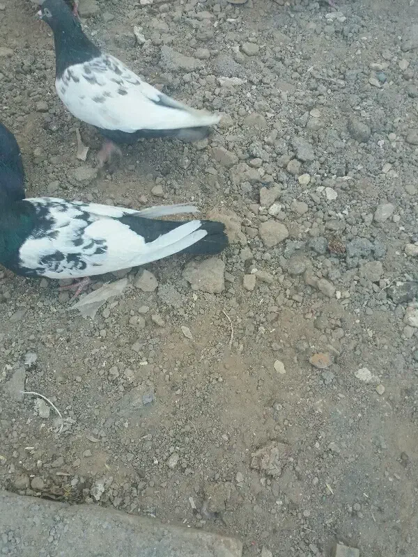 کفتر سینه سیاه|پرنده|بردسکن, |دیوار