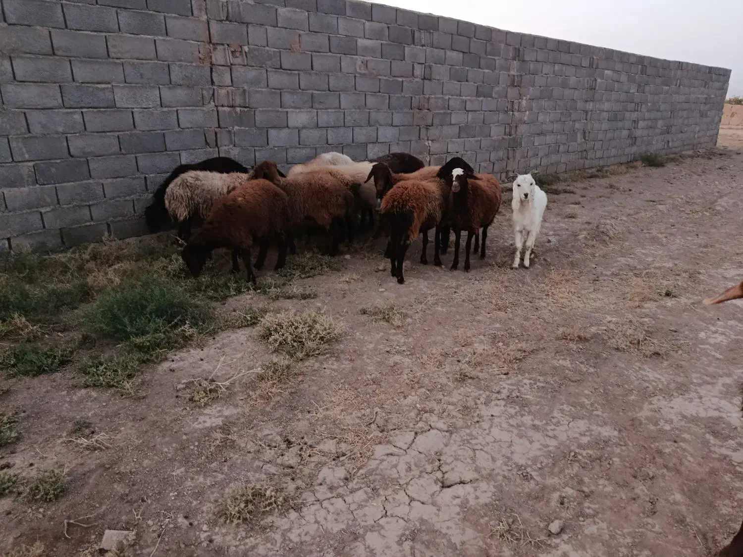 کاور بره فروشی|حیوانات مزرعه|تربت جام, میان جام|دیوار