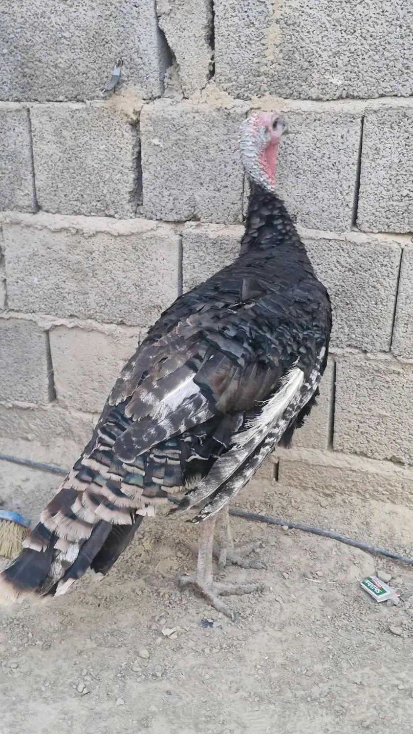 بوقلمون نر|حیوانات مزرعه|سراوان, |دیوار