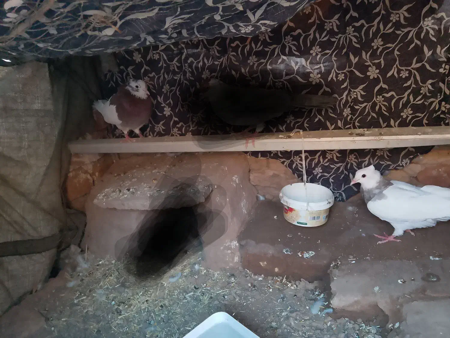 جفت طوق هفت رنگ|پرنده|آیسک, |دیوار