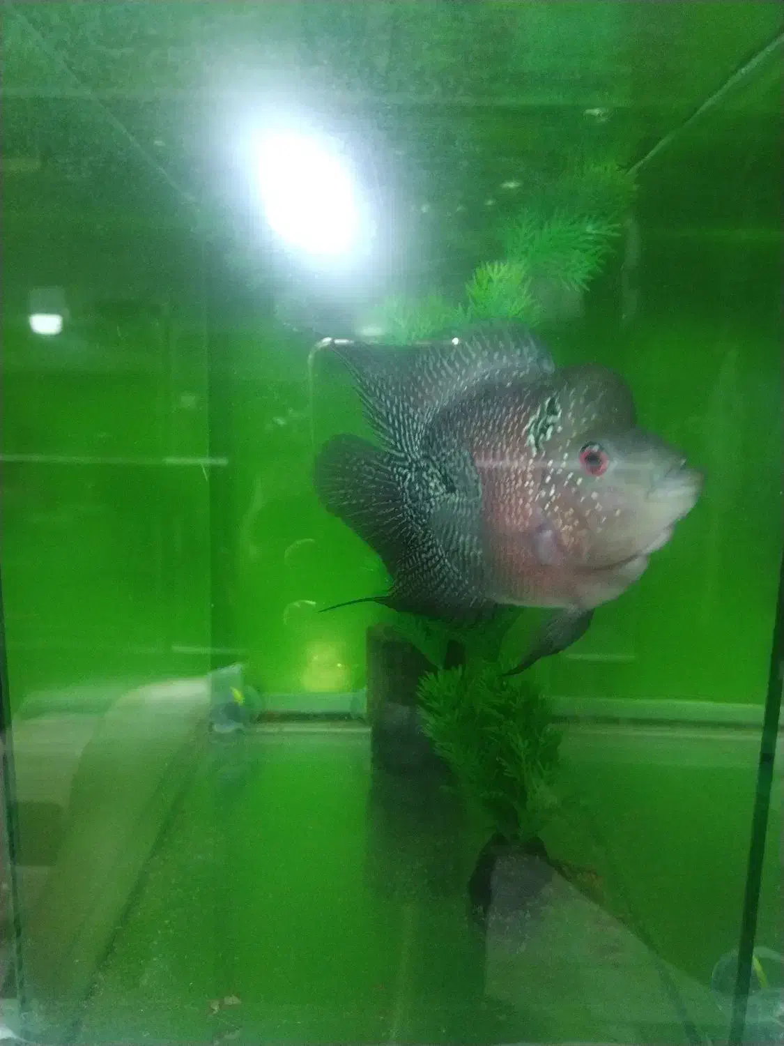 ماهی فلاور باکس نر|ماهی|نیشابور, شهرک جانبازان|دیوار