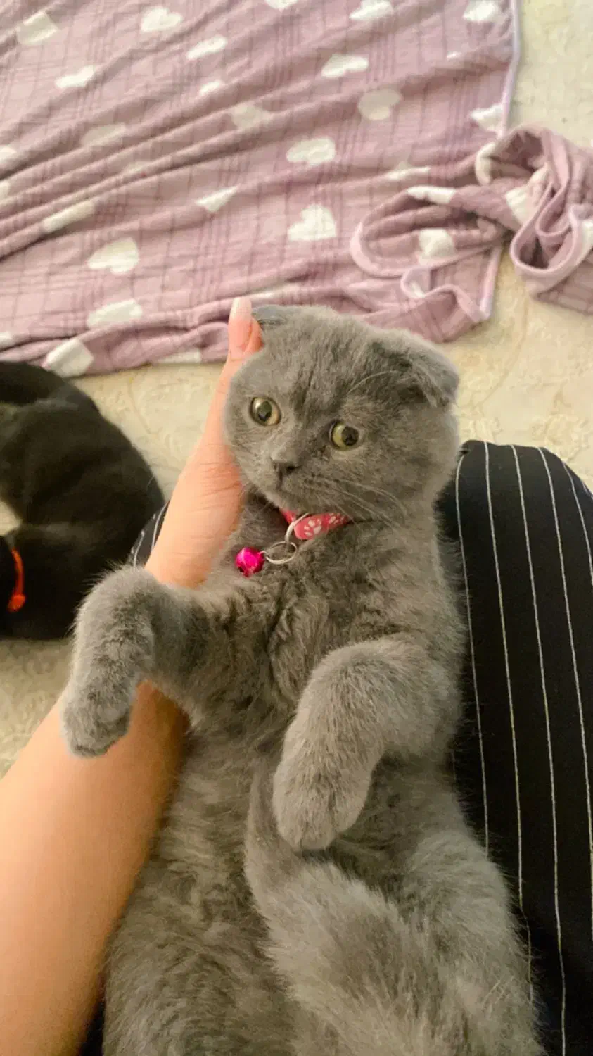 گربه|گربه|بندرعباس, |دیوار