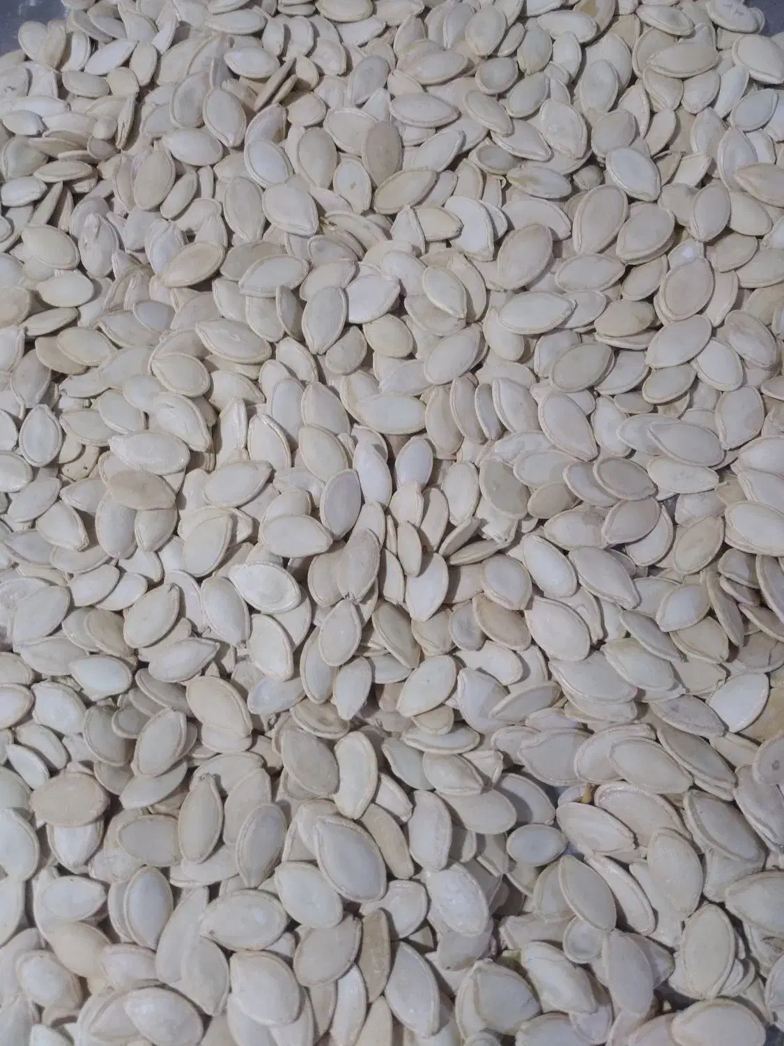 تخمه کدو|حراج|همدان, |دیوار