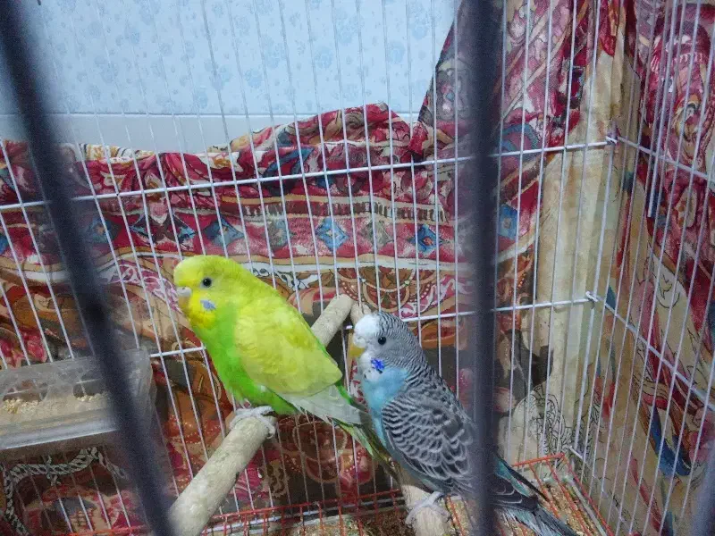 مرغ عشق|پرنده|ابریشم, |دیوار