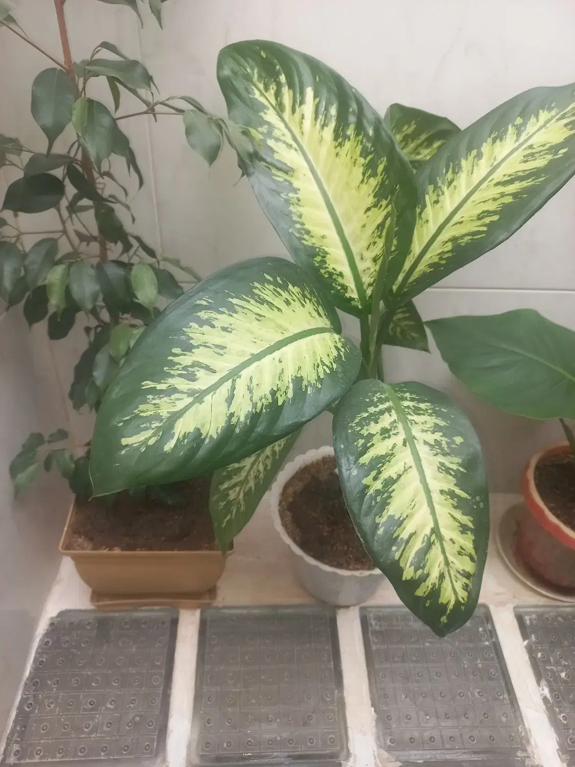 گل های طبیعی و زیبا|گل و گیاه طبیعی|دهگلان, |دیوار