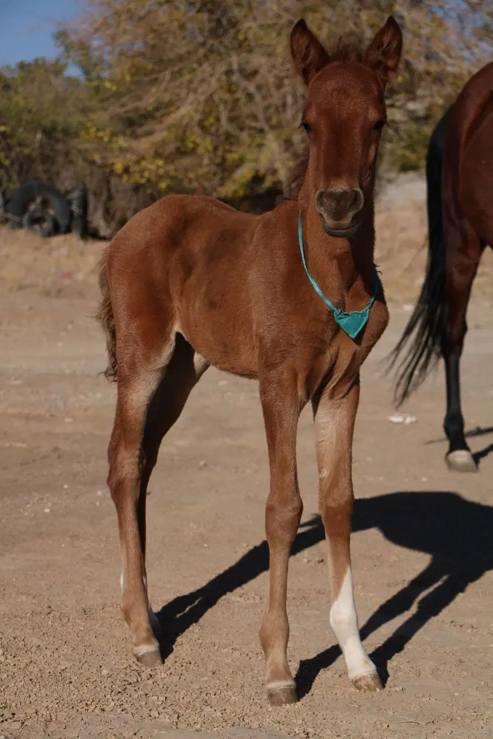 اسب مادیون به همراه کره اسب قیمت مناسب|اسب و تجهیزات اسبسواری|زرند, |دیوار