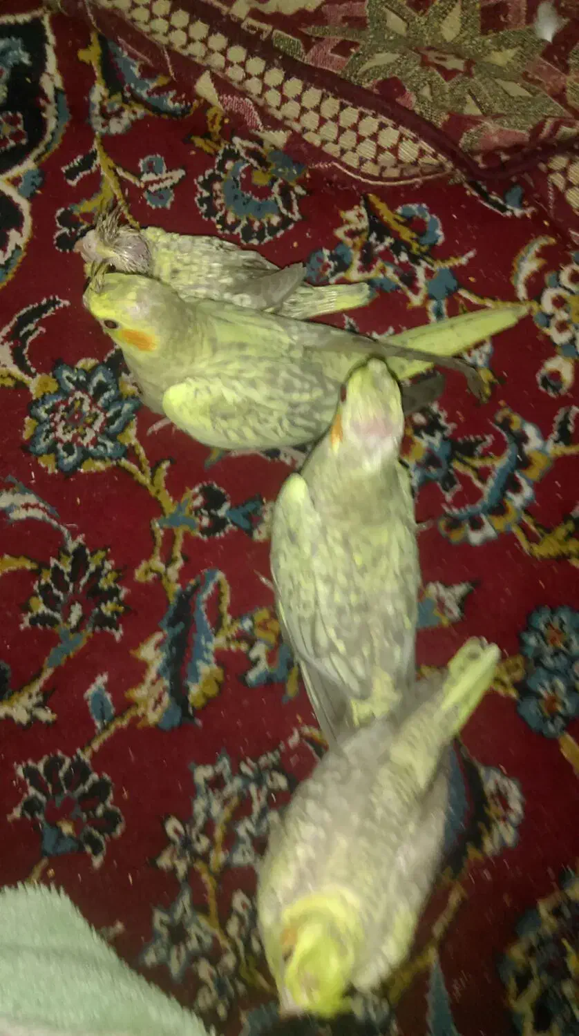 جوجه عروس هلندی|پرنده|مشهد, محمدآباد|دیوار