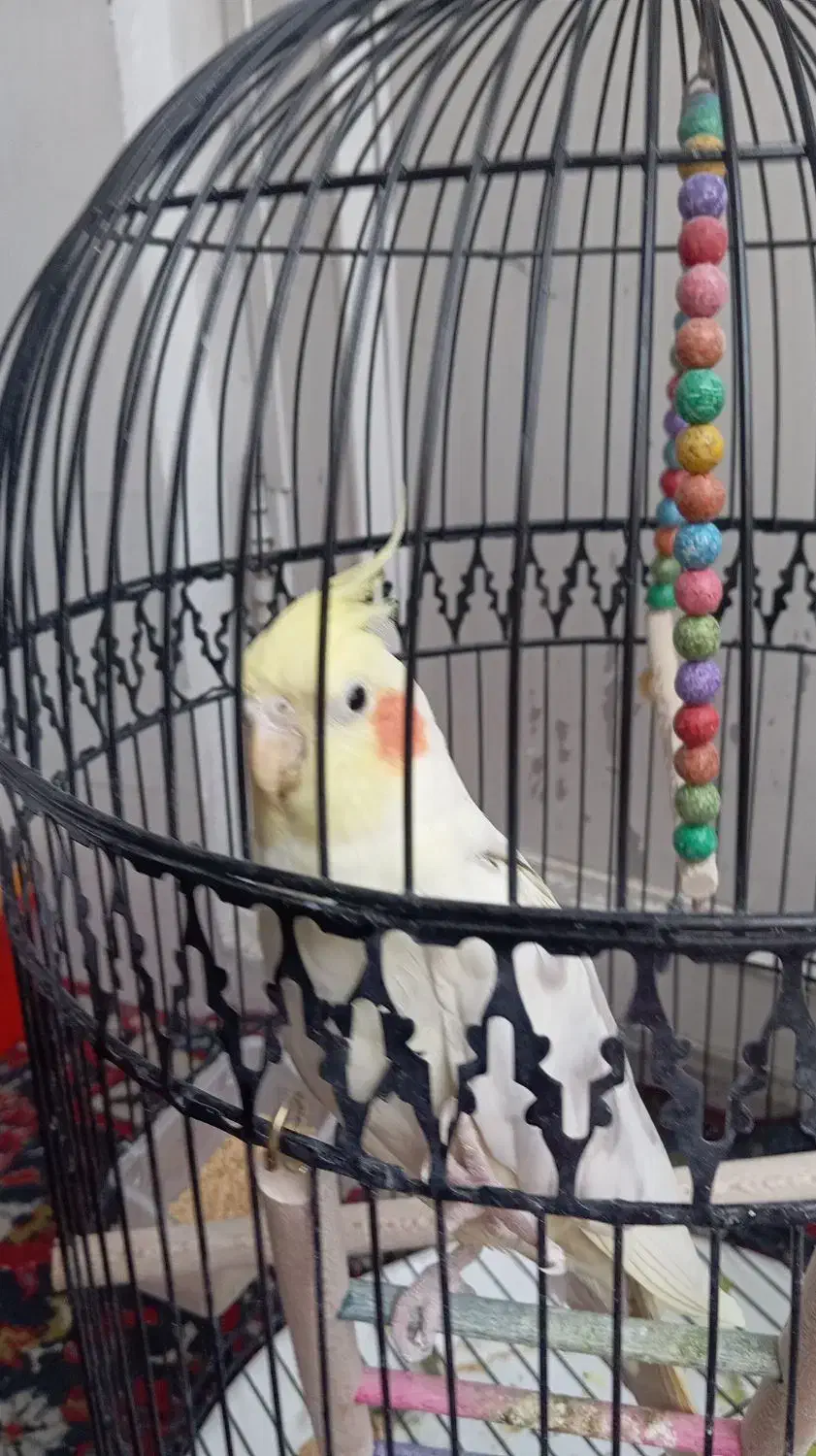 طوطی عروس|پرنده|مشهد, آبکوه|دیوار